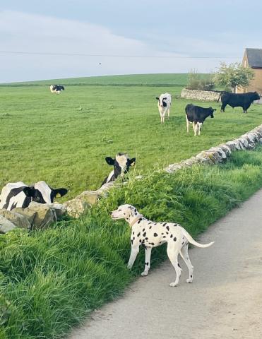 Farm tour at Balnab Dairy Farm