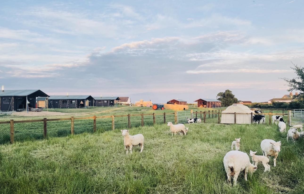 Farm tour at Balnab Dairy Farm