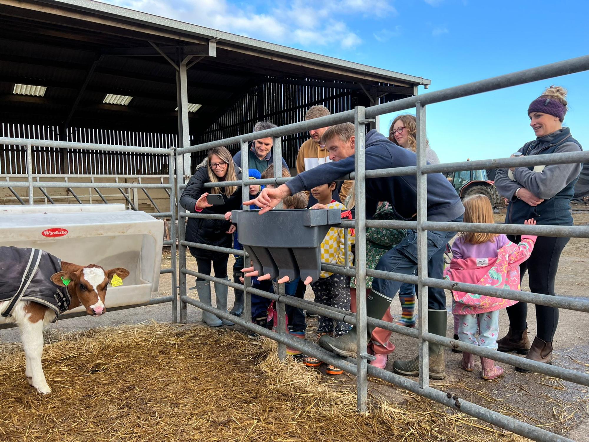 Feed the calves at Balnab Dairy Farm