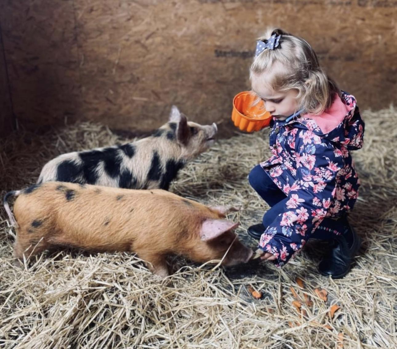 Feeding the pigs at Balnab Dairy Farm