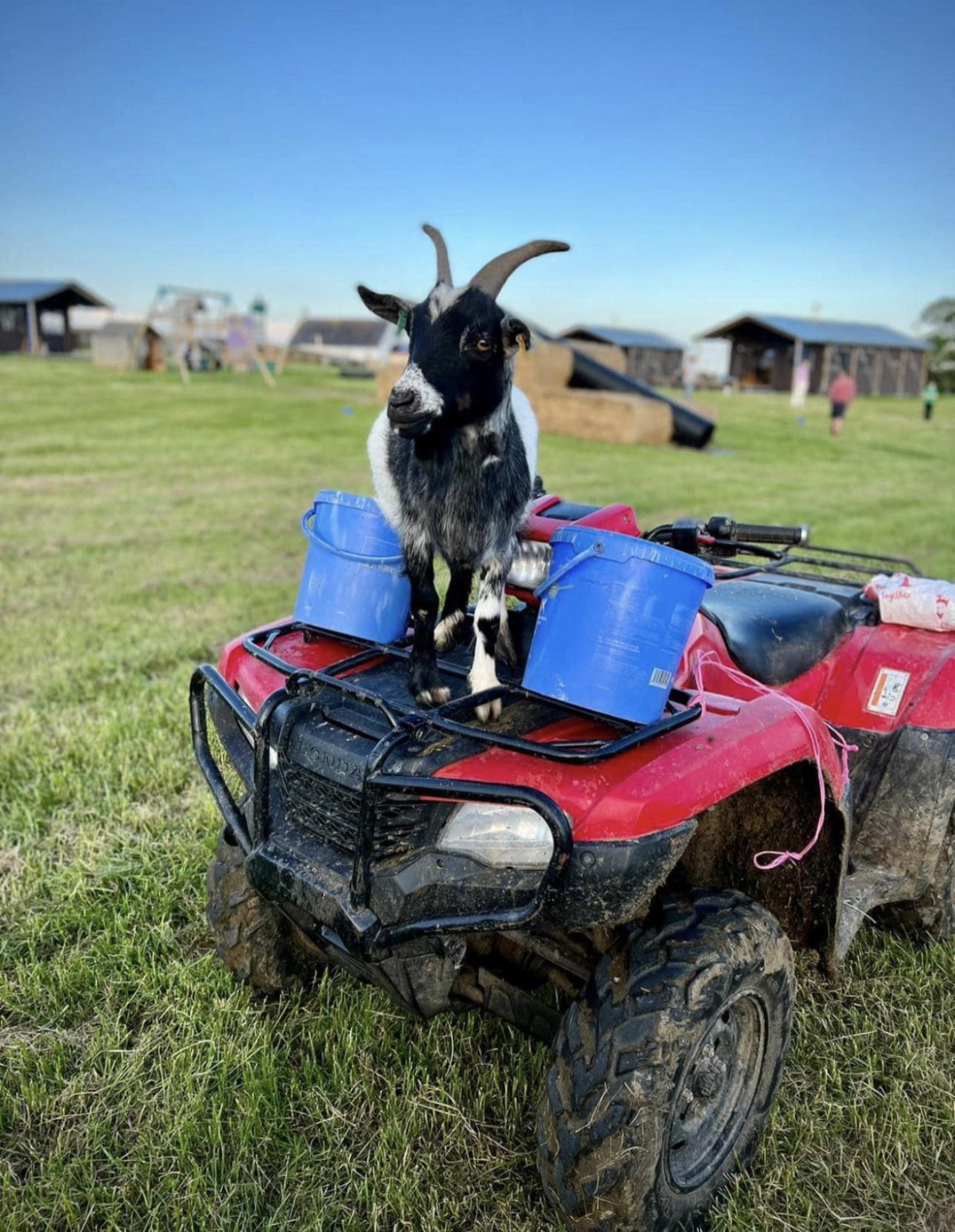 A goat at Balnab Dairy Farm