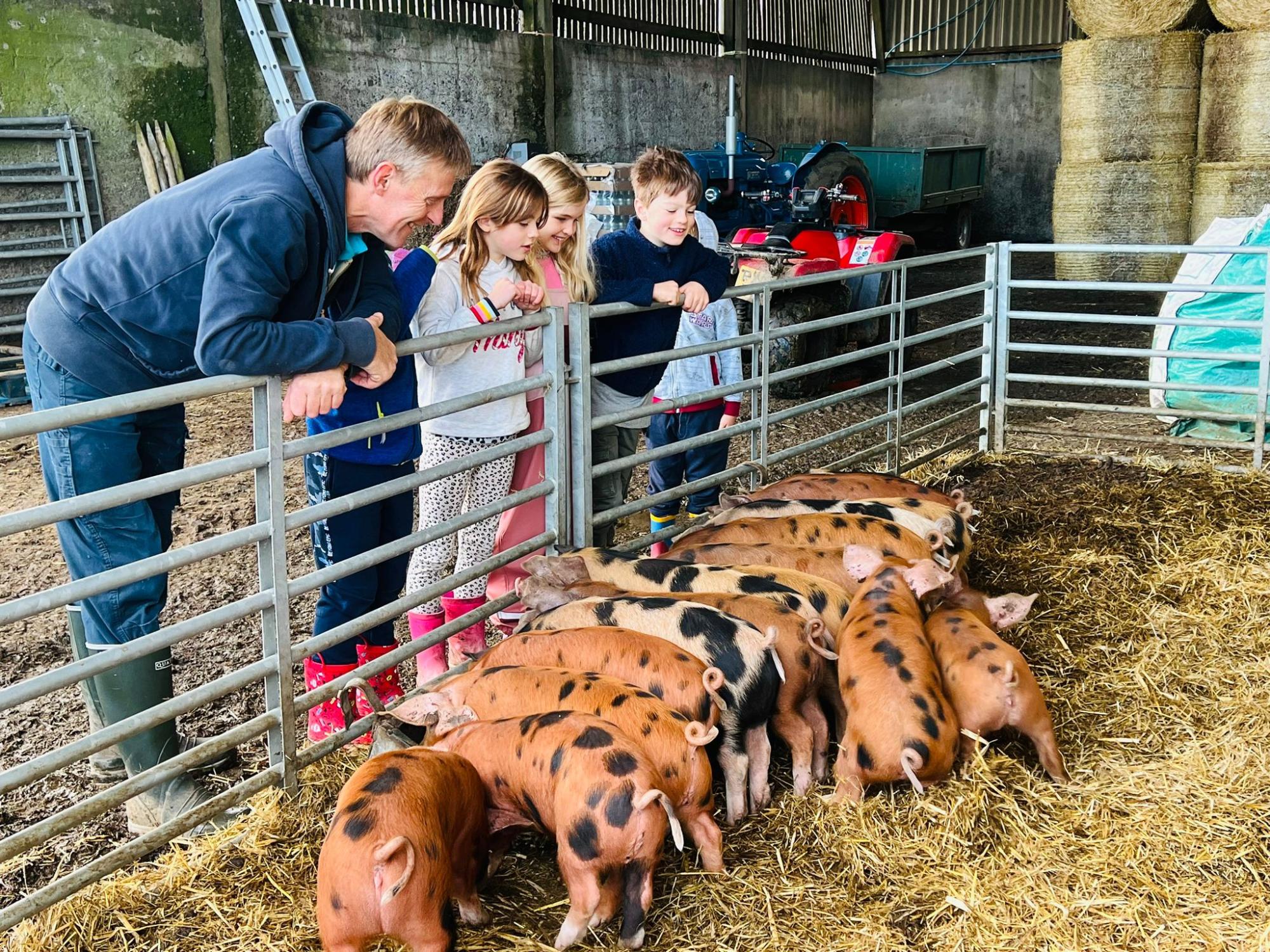 Meeting the pigs on a farm tour at Balnab Dairy Farm