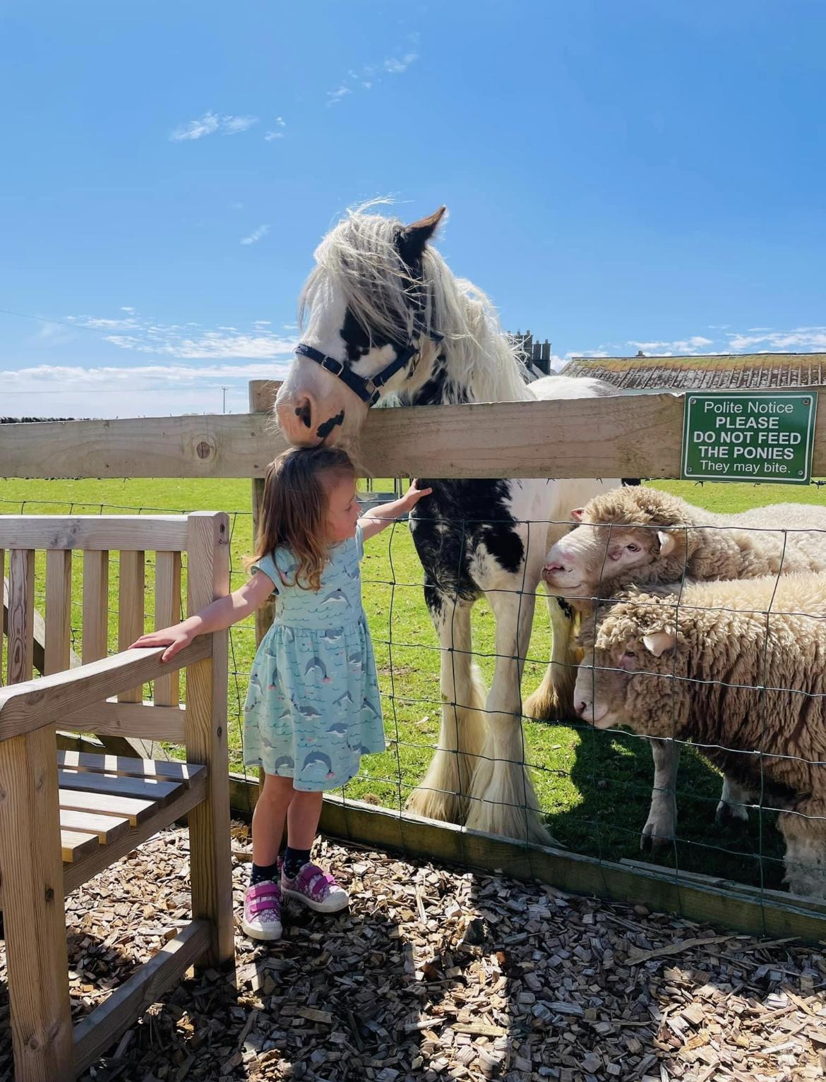 Petting the animals at Balnab Farm