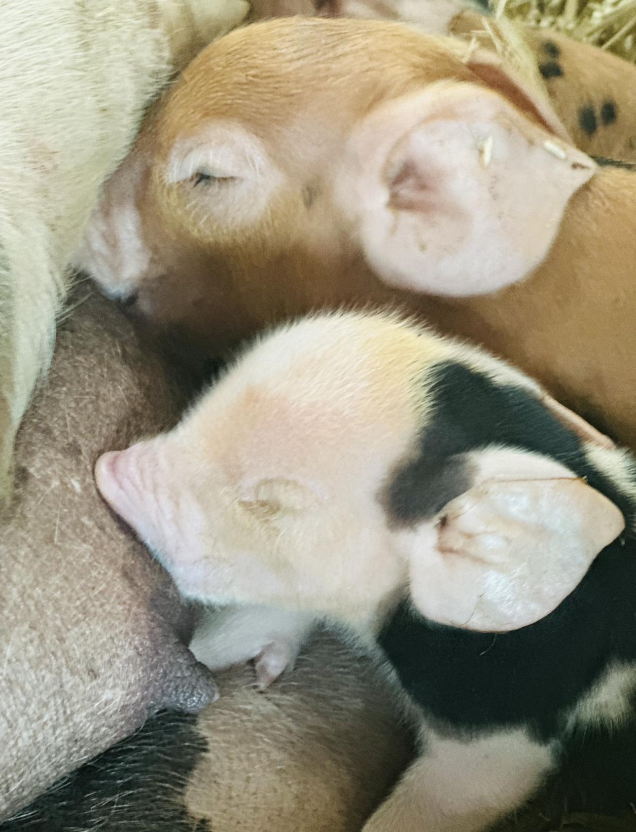 Pigs at Balnab Dairy Farm