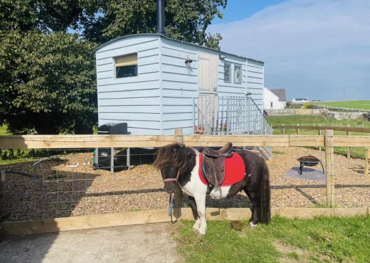 A pony outside the Ketburn Shepherd's Hut