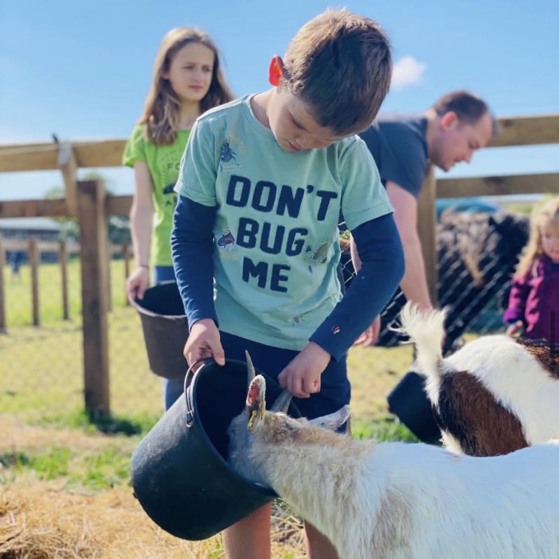 Feeding the pygmy goats at Balnab Dairy Farm