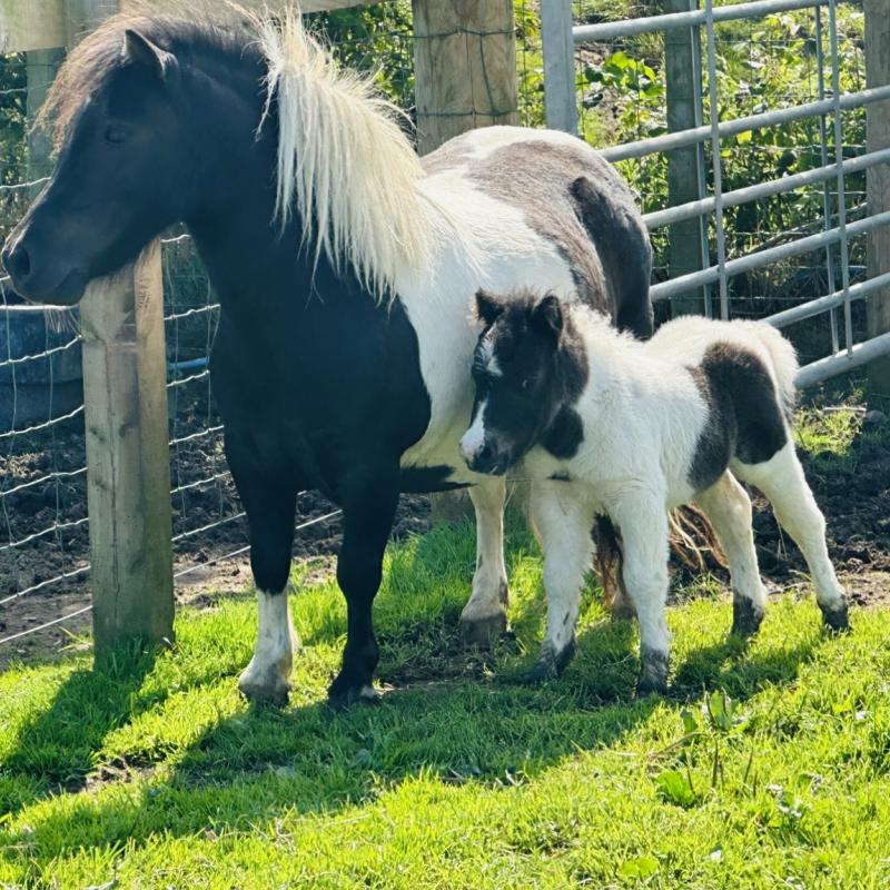 horses at Balnab Dairy Farm